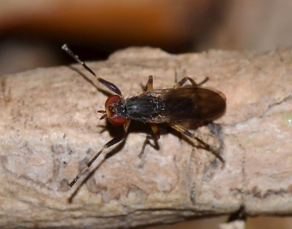 Pherbellia annulipes (Sciomyzidae)